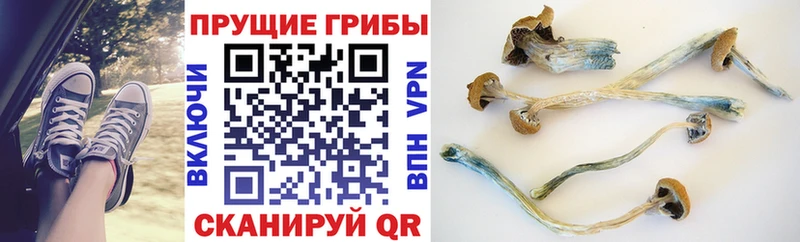 Галлюциногенные грибы Cubensis  наркошоп  Зея 